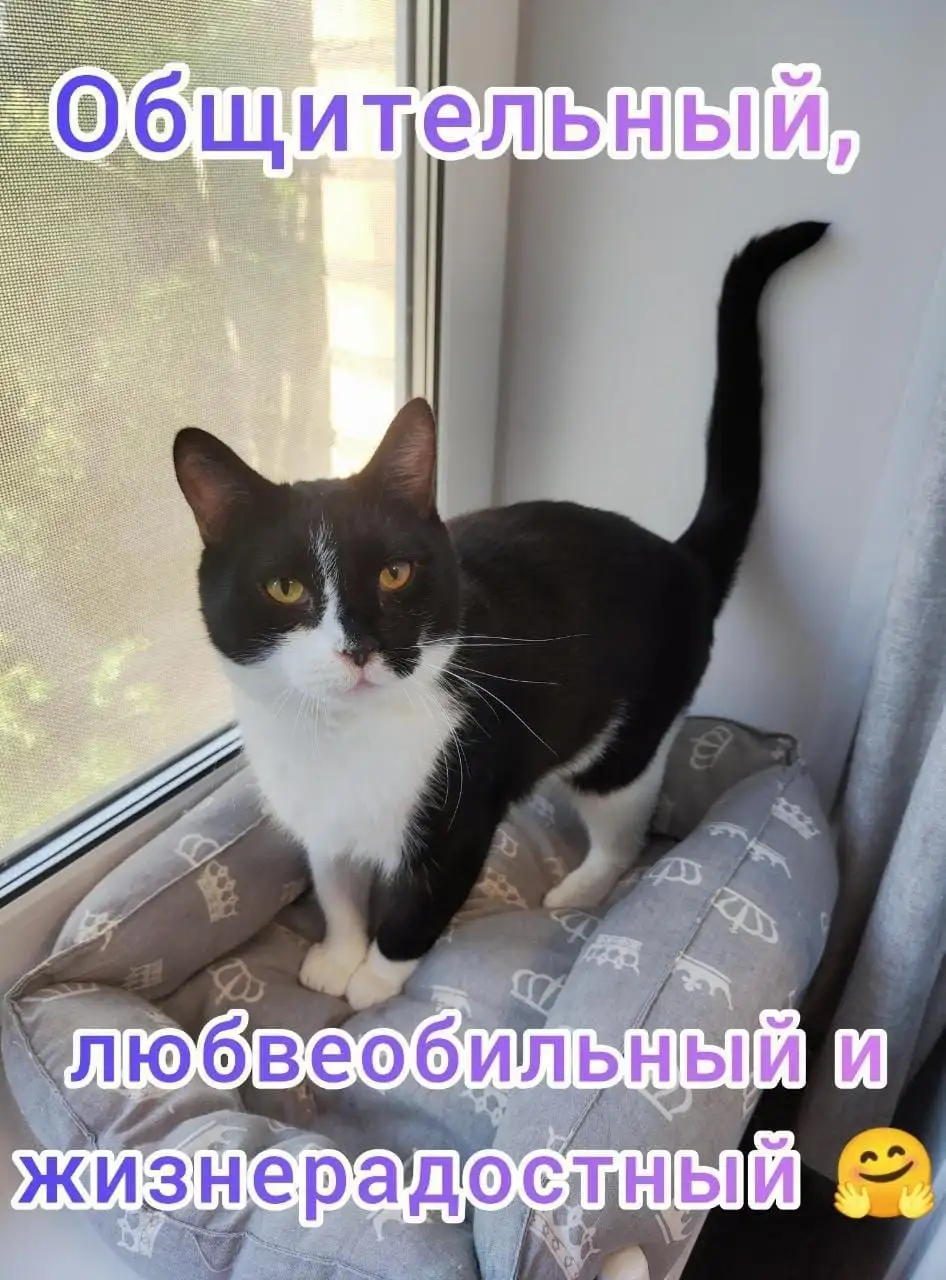 Мигель кот-нянька ищет семью с другими котами - Кошки (Животные) в Москва