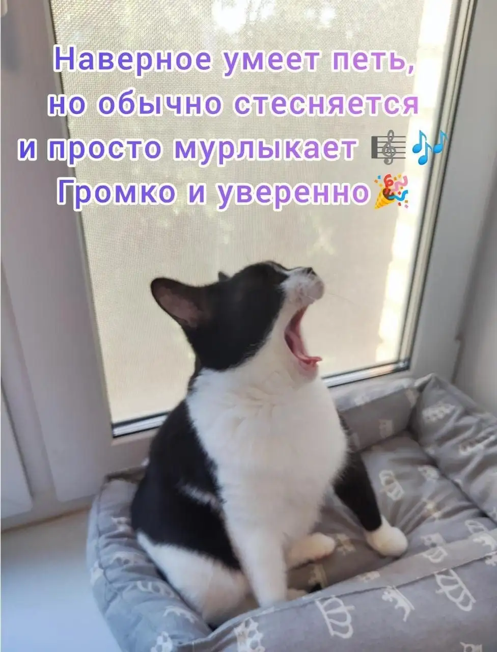 Мигель кот-нянька ищет семью с другими котами - Кошки (Животные) в Москва