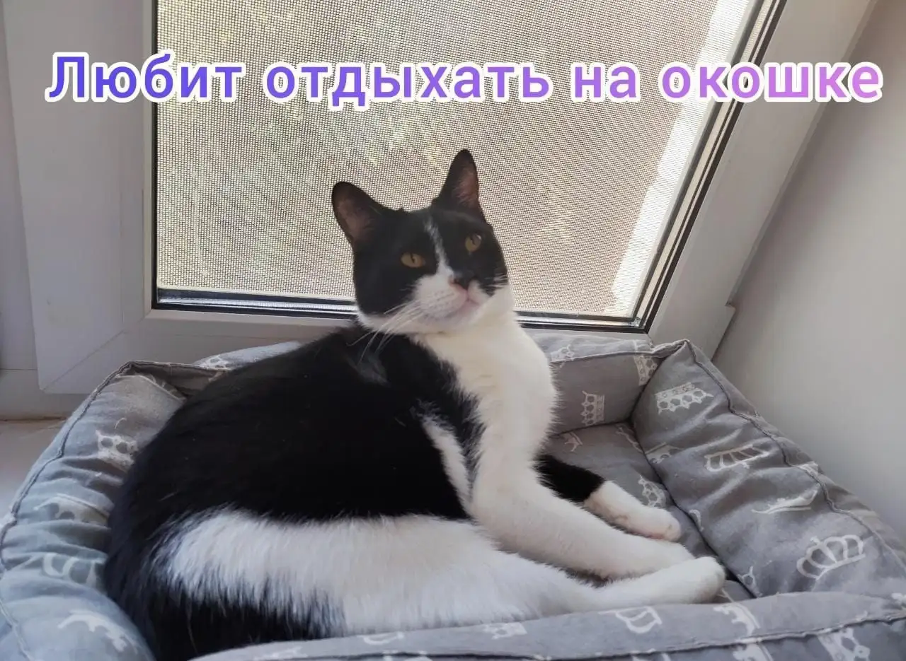 Мигель кот-нянька ищет семью с другими котами - Кошки (Животные) в Москва