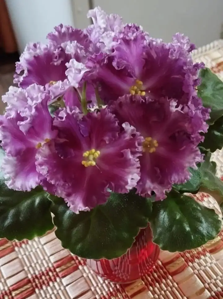 Продажа цветущих сортовых фиалок в Долгопрудном - Растения (Хобби и отдых) в Долгопрудный