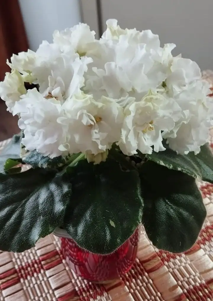 Продажа цветущих сортовых фиалок в Долгопрудном - Растения (Хобби и отдых) в Долгопрудный