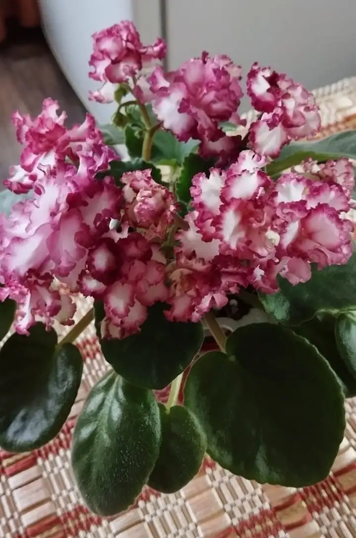 Продажа цветущих сортовых фиалок в Долгопрудном - Растения (Хобби и отдых) в Долгопрудный