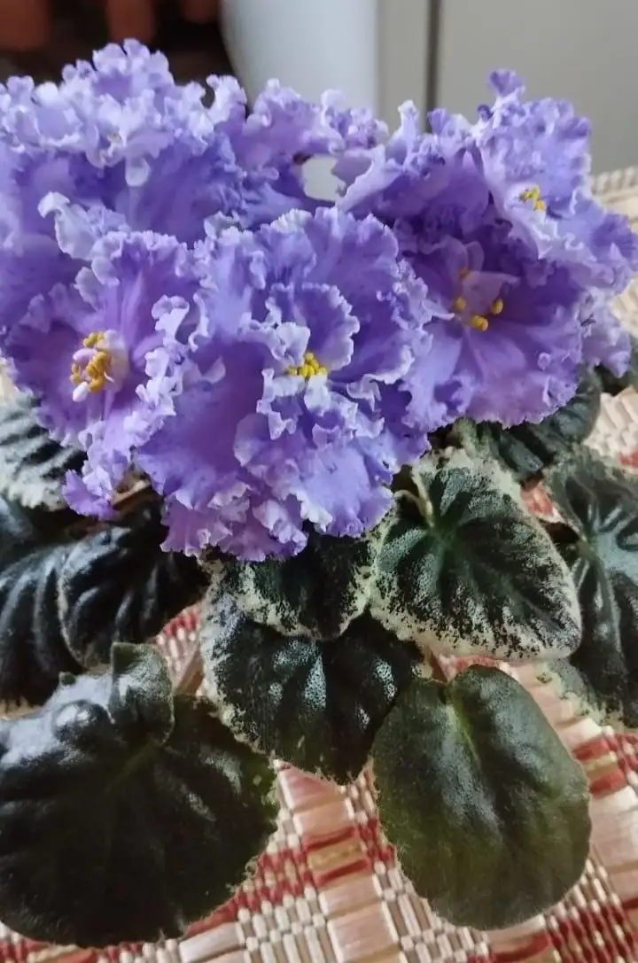 Продажа цветущих сортовых фиалок в Долгопрудном - Растения (Хобби и отдых) в Долгопрудный