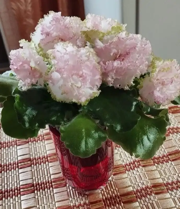 Продажа цветущих сортовых фиалок в Долгопрудном - Растения (Хобби и отдых) в Долгопрудный