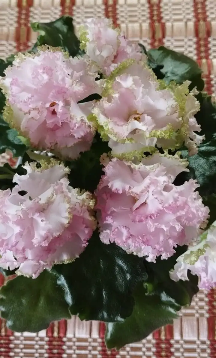 Продажа цветущих сортовых фиалок в Долгопрудном - Растения (Хобби и отдых) в Долгопрудный