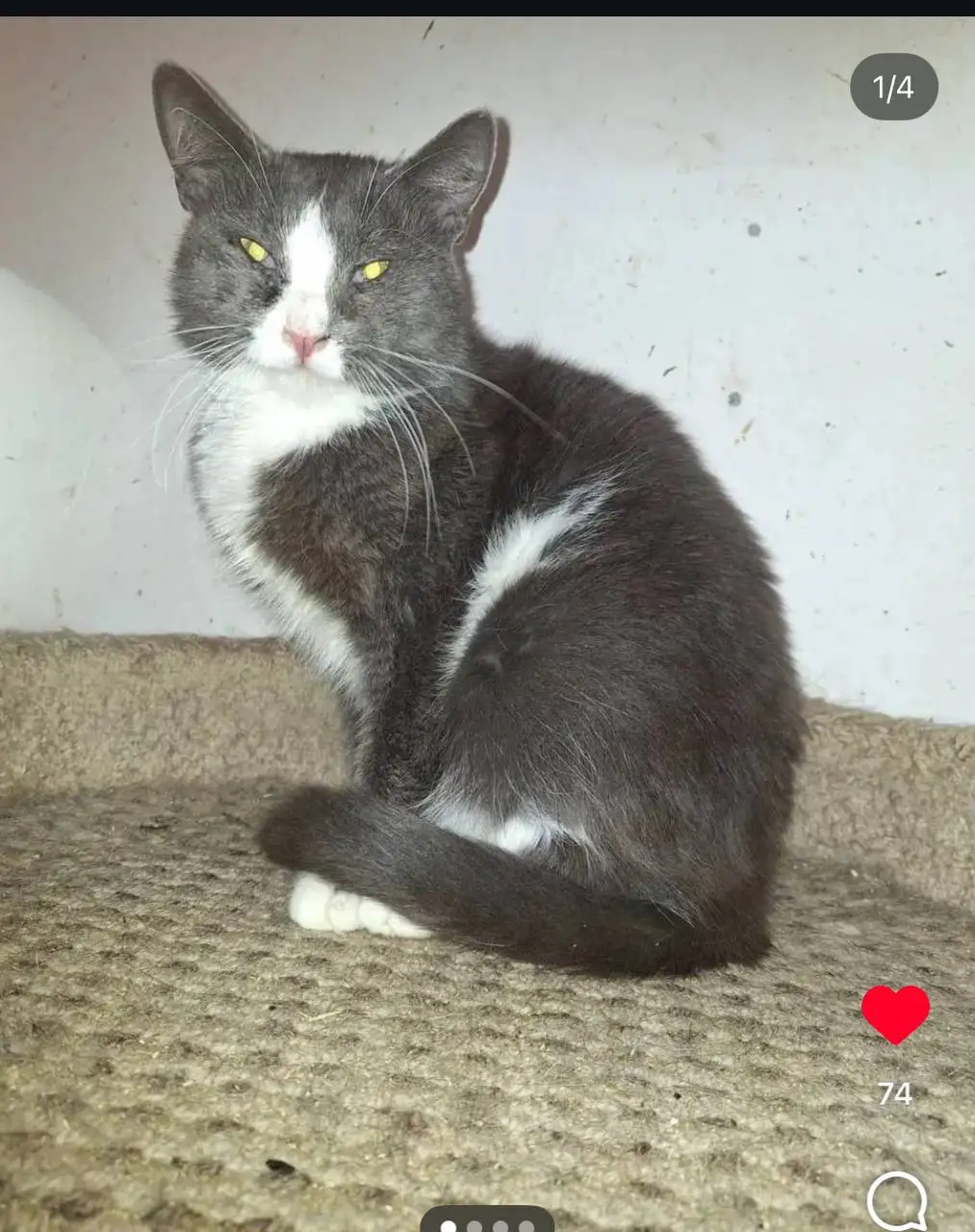 Кот ДымОК ищет дом в Москве - Кошки (Животные) в Москва