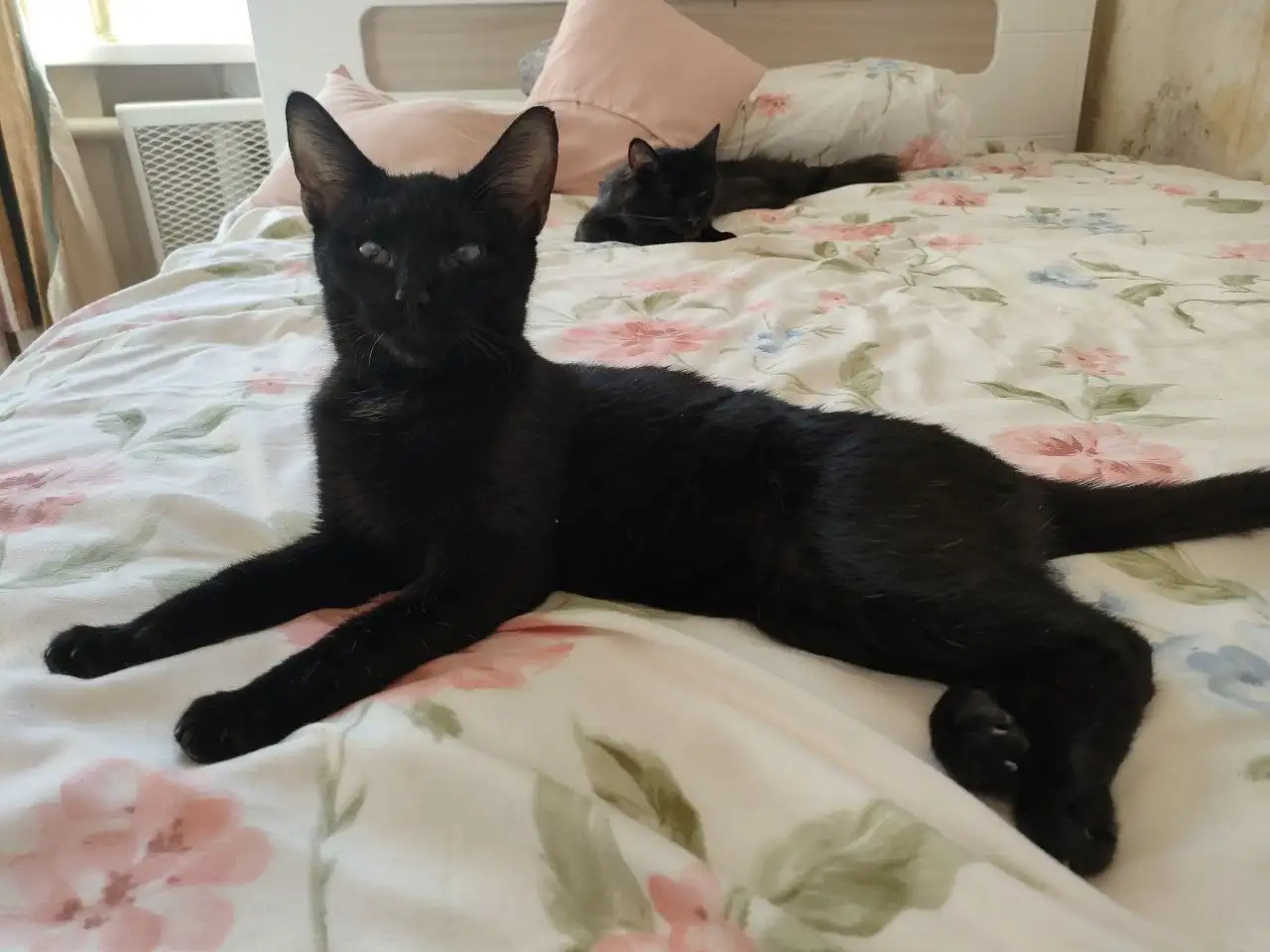 Ищем семью для ласковой кошки Лайлы - Кошки (Животные) в Москва