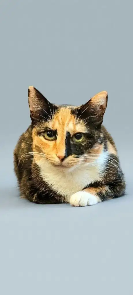 Кошечка ищет дом в Химках - Кошки (Животные) в Химки