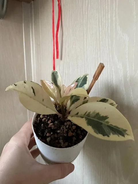 Продажа комнатных растений: Мурайя, розмарин, мирт, фикусы, пеларгонии - Керамика в Москва