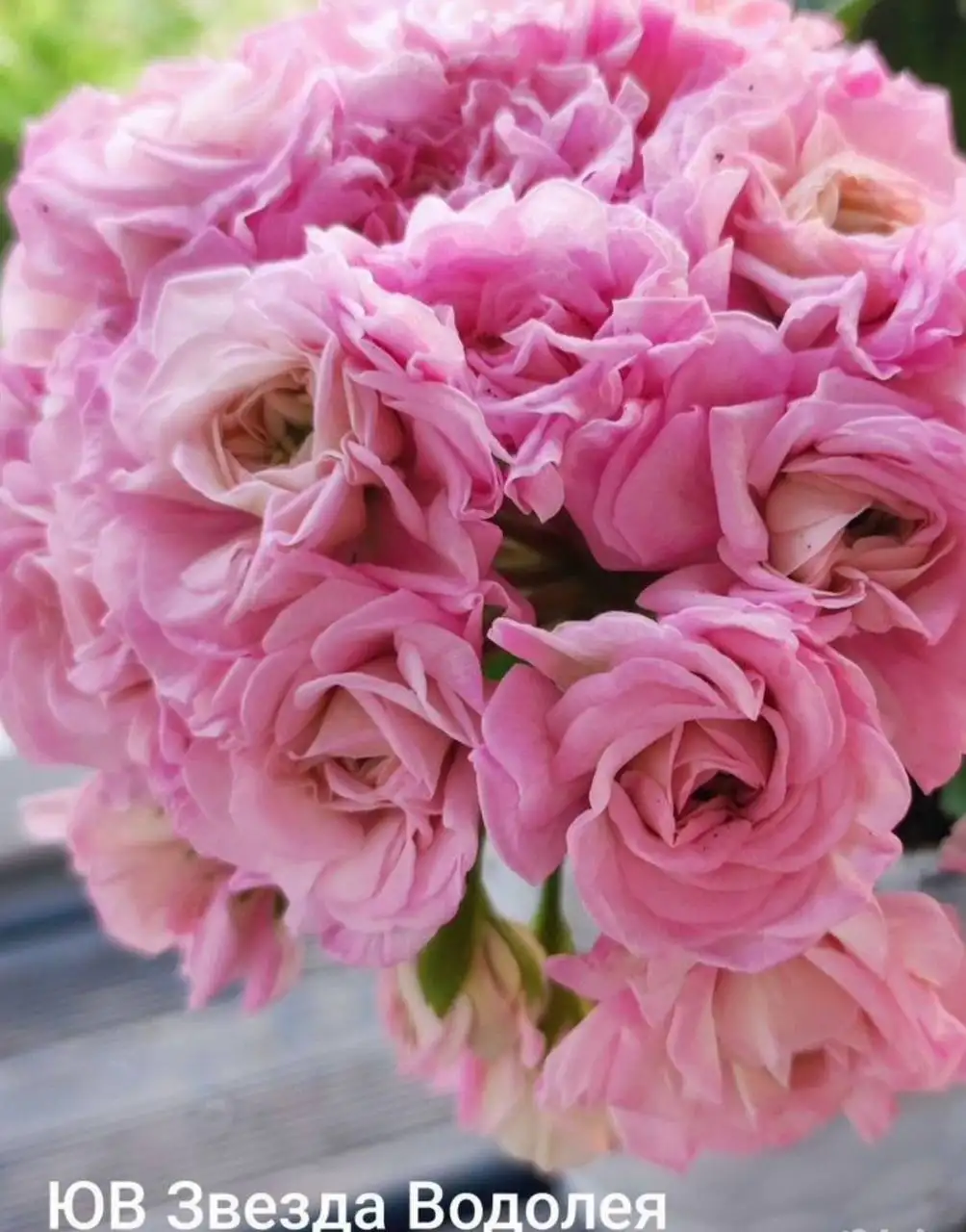 Продажа комнатных растений: Мурайя, розмарин, мирт, фикусы, пеларгонии - Растения (Хобби и отдых) в Москва