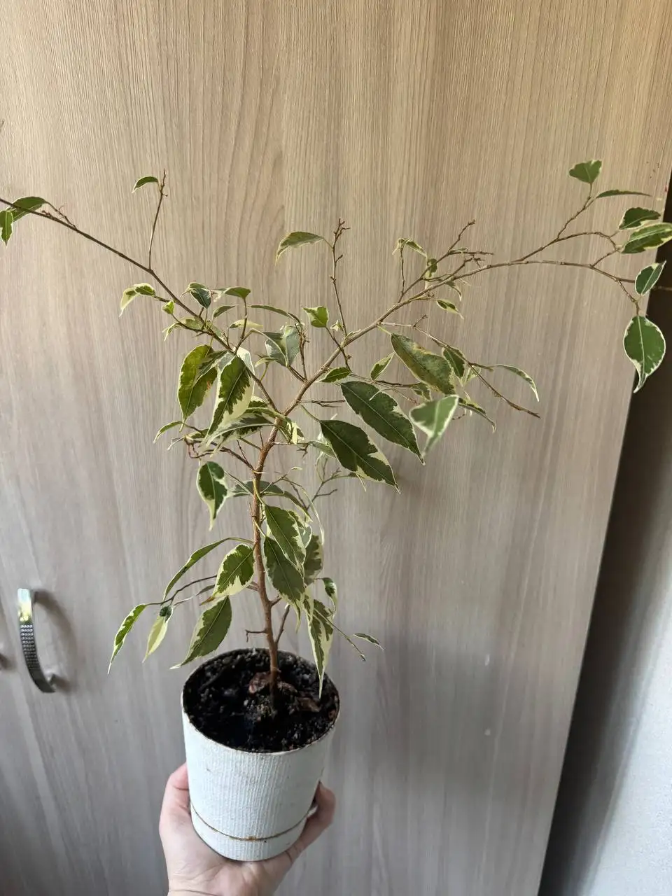 Продажа комнатных растений: Мурайя, розмарин, мирт, фикусы, пеларгонии - Растения (Хобби и отдых) в Москва