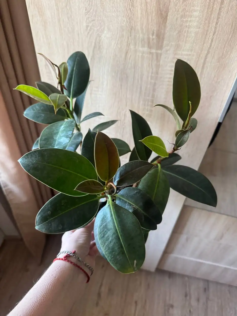 Продажа комнатных растений: Мурайя, розмарин, мирт, фикусы, пеларгонии - Растения (Хобби и отдых) в Москва