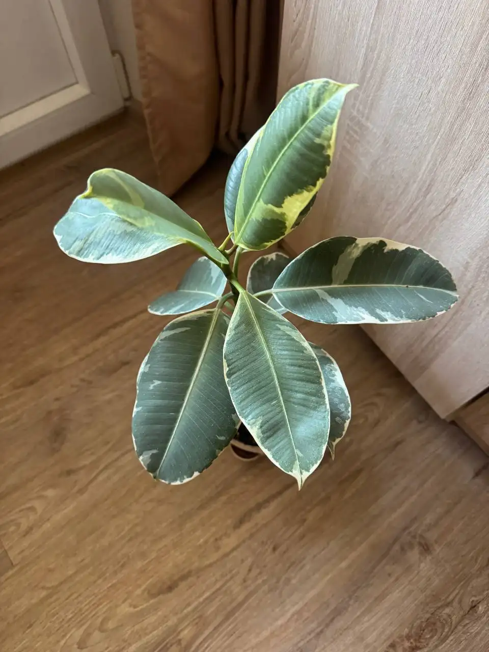 Продажа комнатных растений: Мурайя, розмарин, мирт, фикусы, пеларгонии - Растения (Хобби и отдых) в Москва