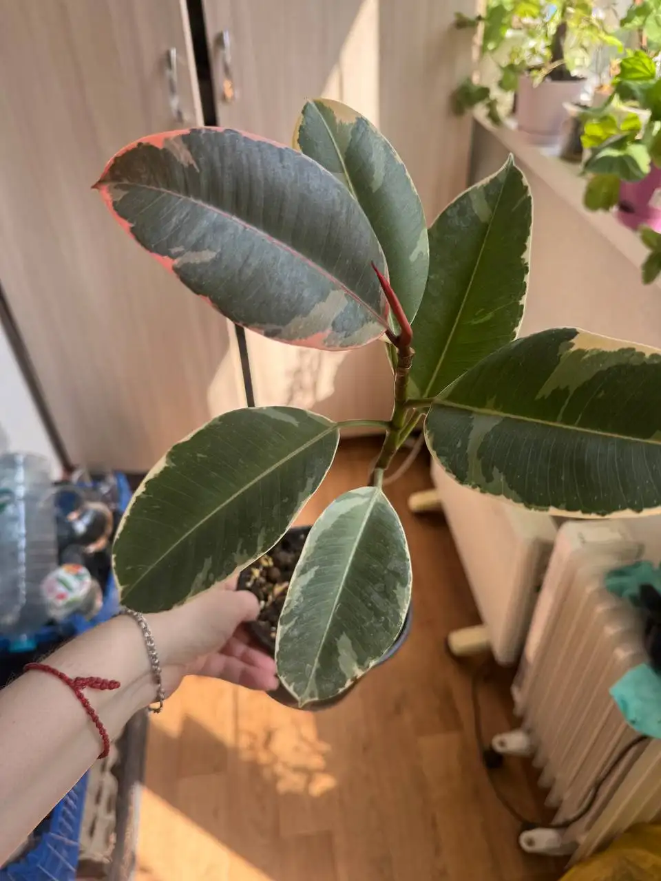 Продажа комнатных растений: Мурайя, розмарин, мирт, фикусы, пеларгонии - Растения (Хобби и отдых) в Москва