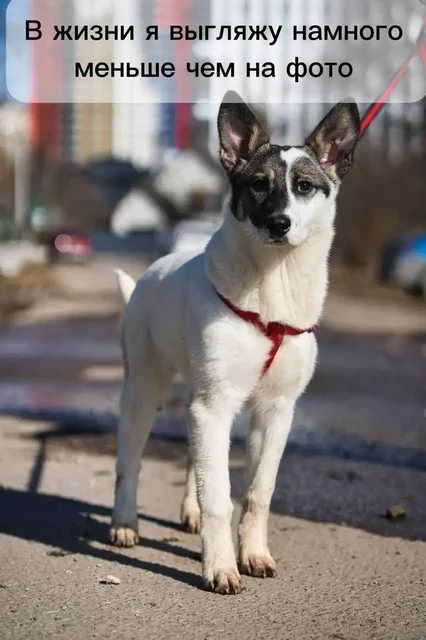Щенки-подростки в Москве - Собаки в Москва