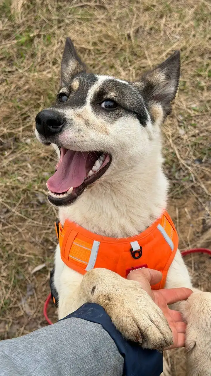 Щенки-подростки в Москве - Собаки (Животные) в Москва