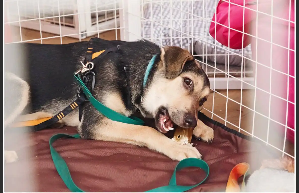 Щенки-подростки в Москве - Собаки (Животные) в Москва