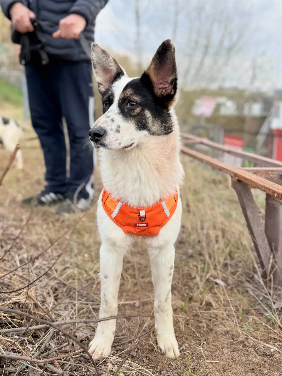 Щенки-подростки в Москве - Собаки (Животные) в Москва