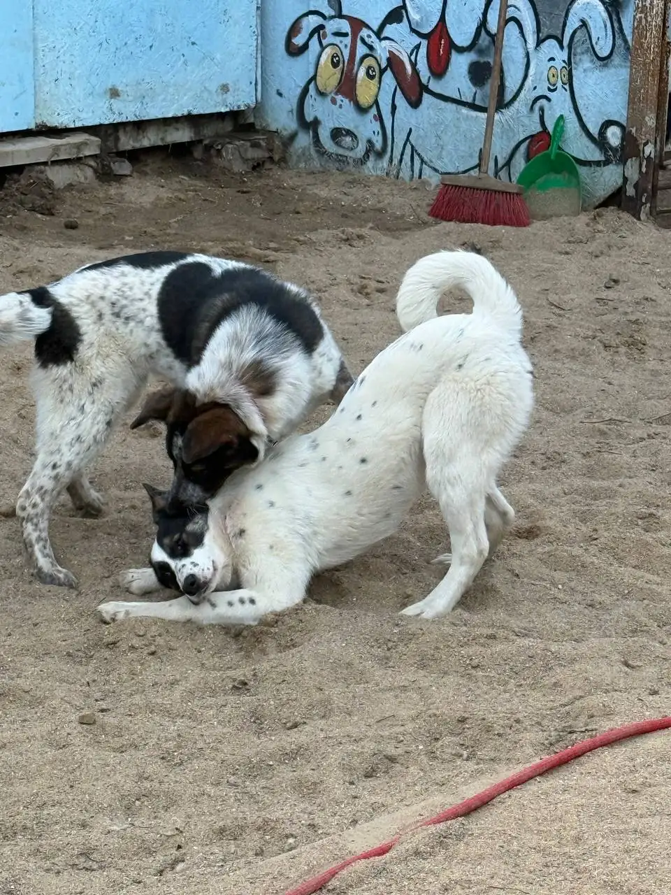 Щенки-подростки в Москве - Собаки (Животные) в Москва