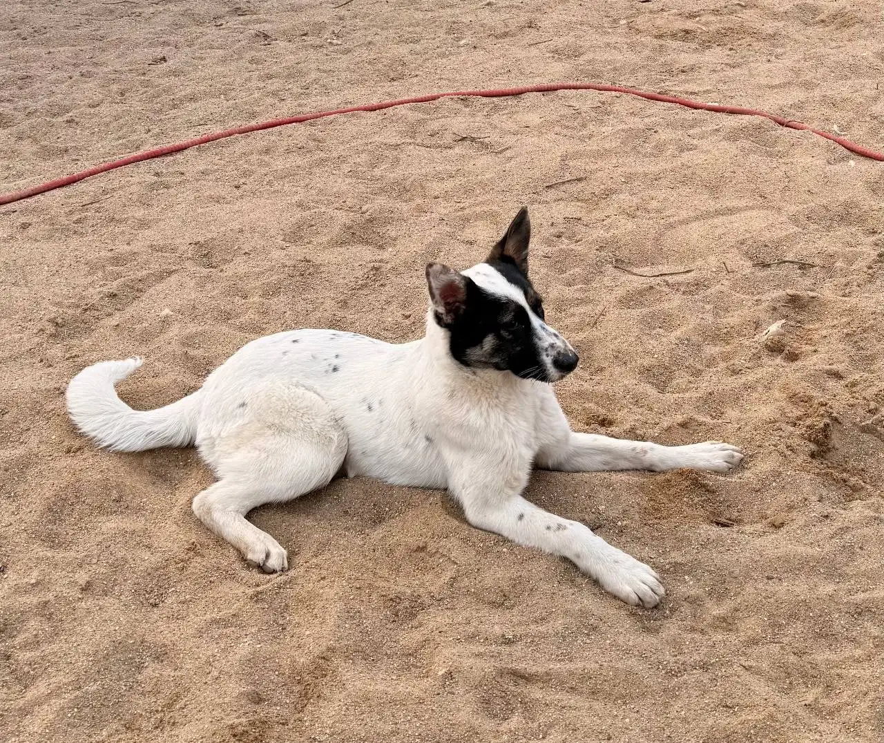 Щенки-подростки в Москве - Собаки (Животные) в Москва