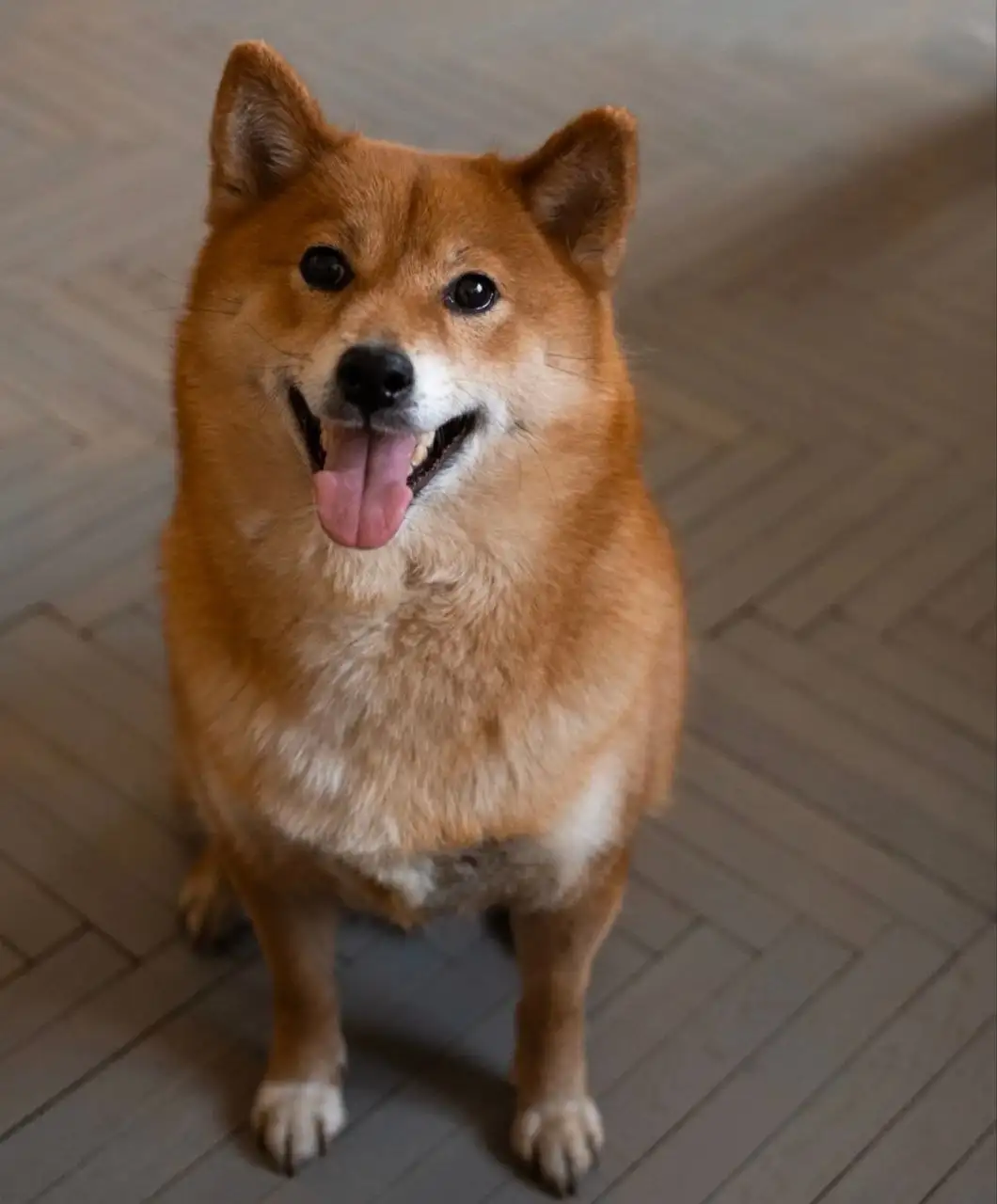 Ищет дом собака породы сиба-ину - Собаки (Животные) в Москва
