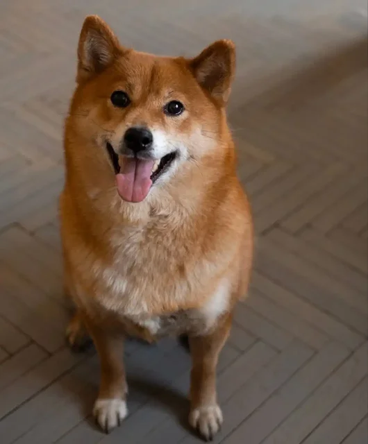 Ищет дом собака породы сиба-ину - частное объявление в Москва