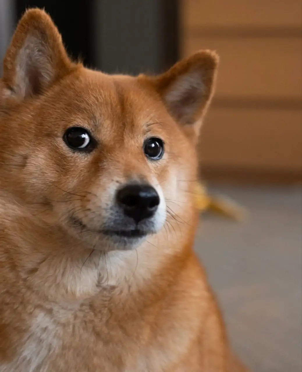 Ищет дом собака породы сиба-ину - Собаки (Животные) в Москва