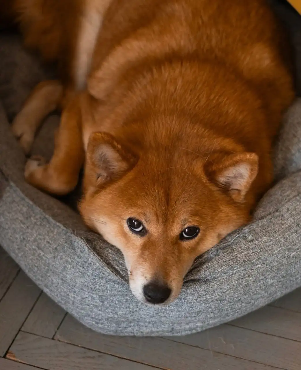 Ищет дом собака породы сиба-ину - Собаки (Животные) в Москва