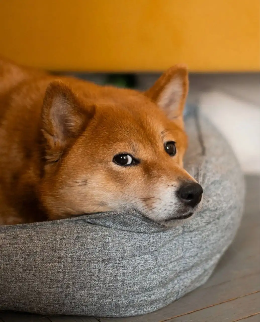 Ищет дом собака породы сиба-ину - Собаки (Животные) в Москва