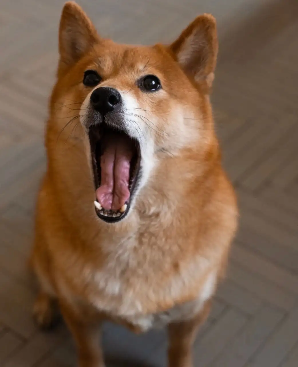 Ищет дом собака породы сиба-ину - Собаки (Животные) в Москва