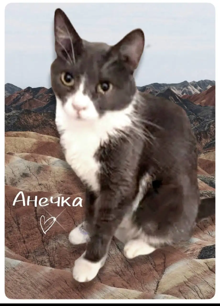 Кошка Анечка ищет дом - Кошки (Животные) в Москва