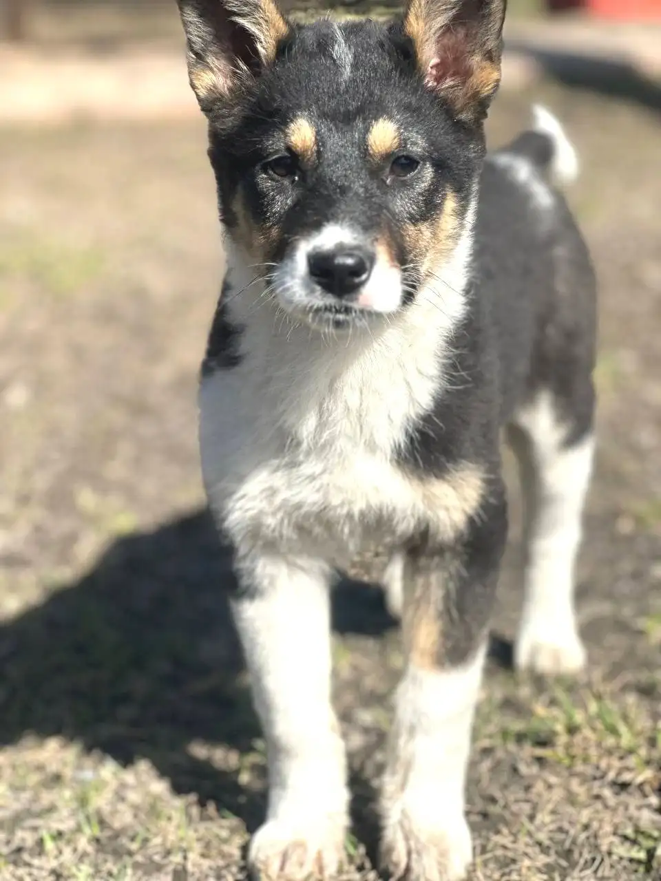 Белые щенки ищут дом - Собаки (Животные) в Истра