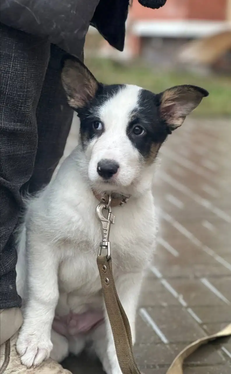 Белые щенки ищут дом - Собаки (Животные) в Истра