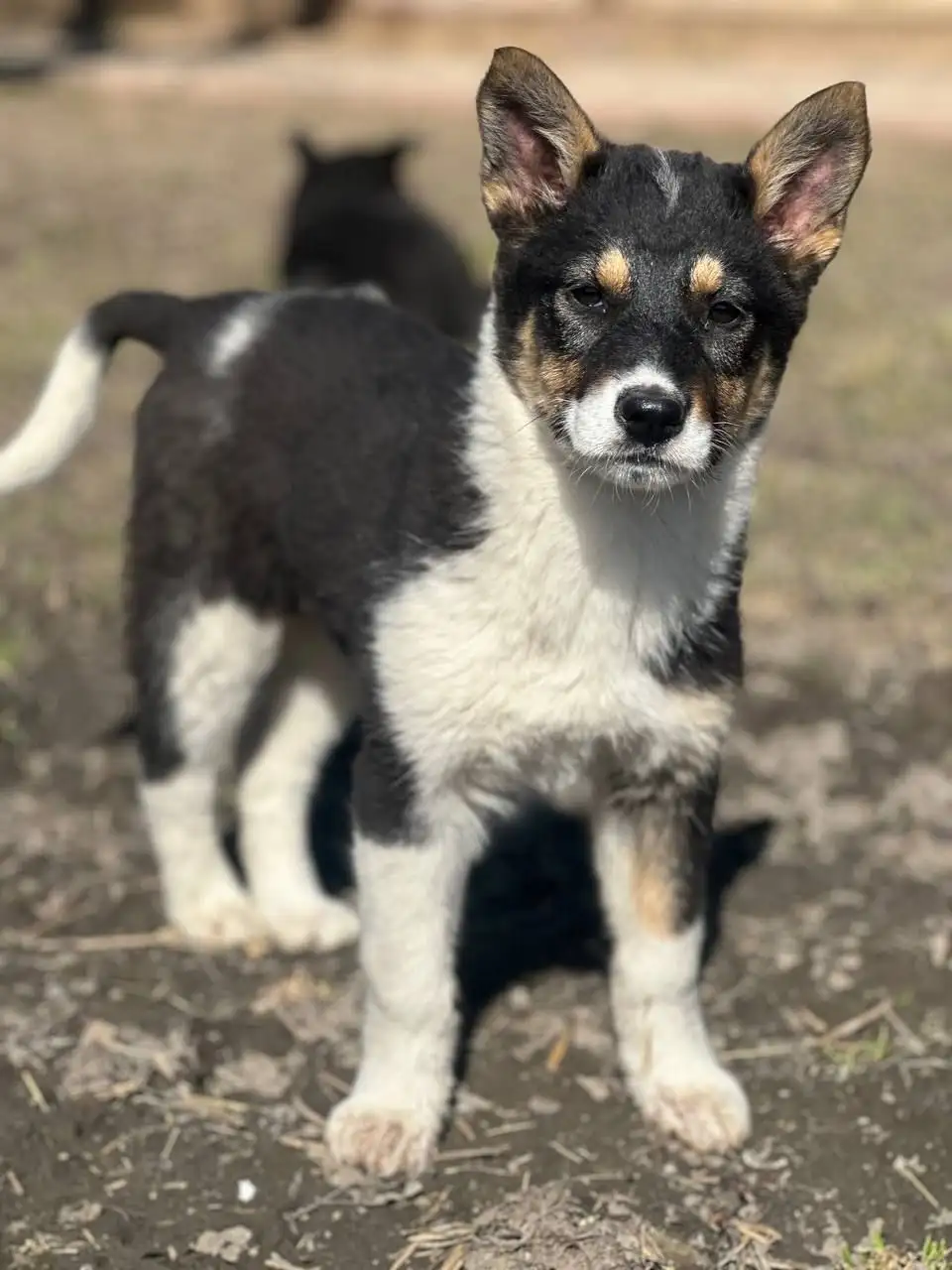 Белые щенки ищут дом - Собаки (Животные) в Истра