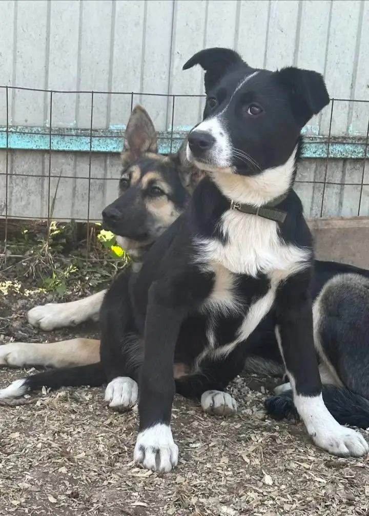 Белые щенки ищут дом - Собаки (Животные) в Истра