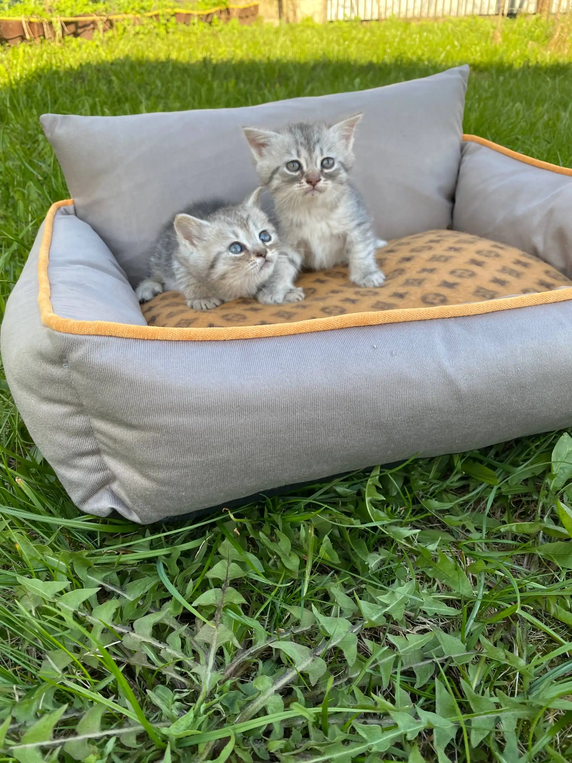 Шотландский котёнок-девочка - Кошки (Животные) в Москва