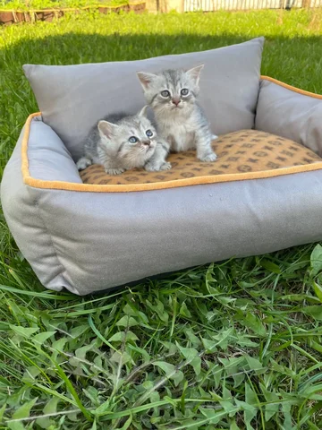 Шотландский котёнок-девочка - Кошки в Москва