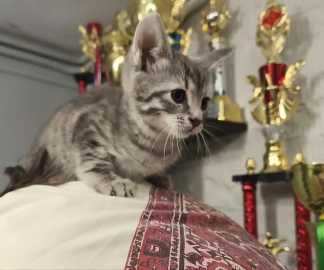 Котенок в добрые руки - Кошки в Москва