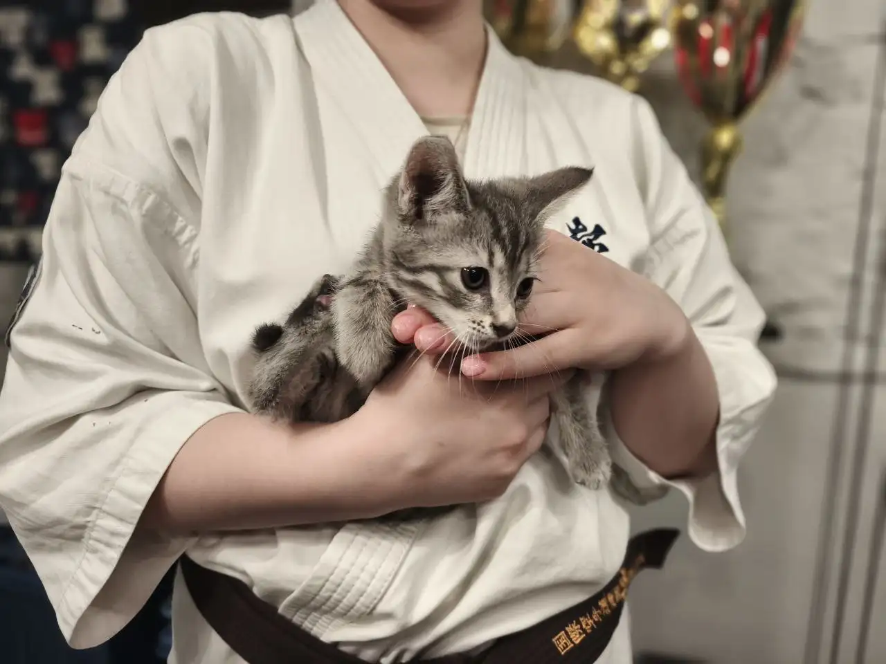Котенок в добрые руки - Кошки (Животные) в Москва