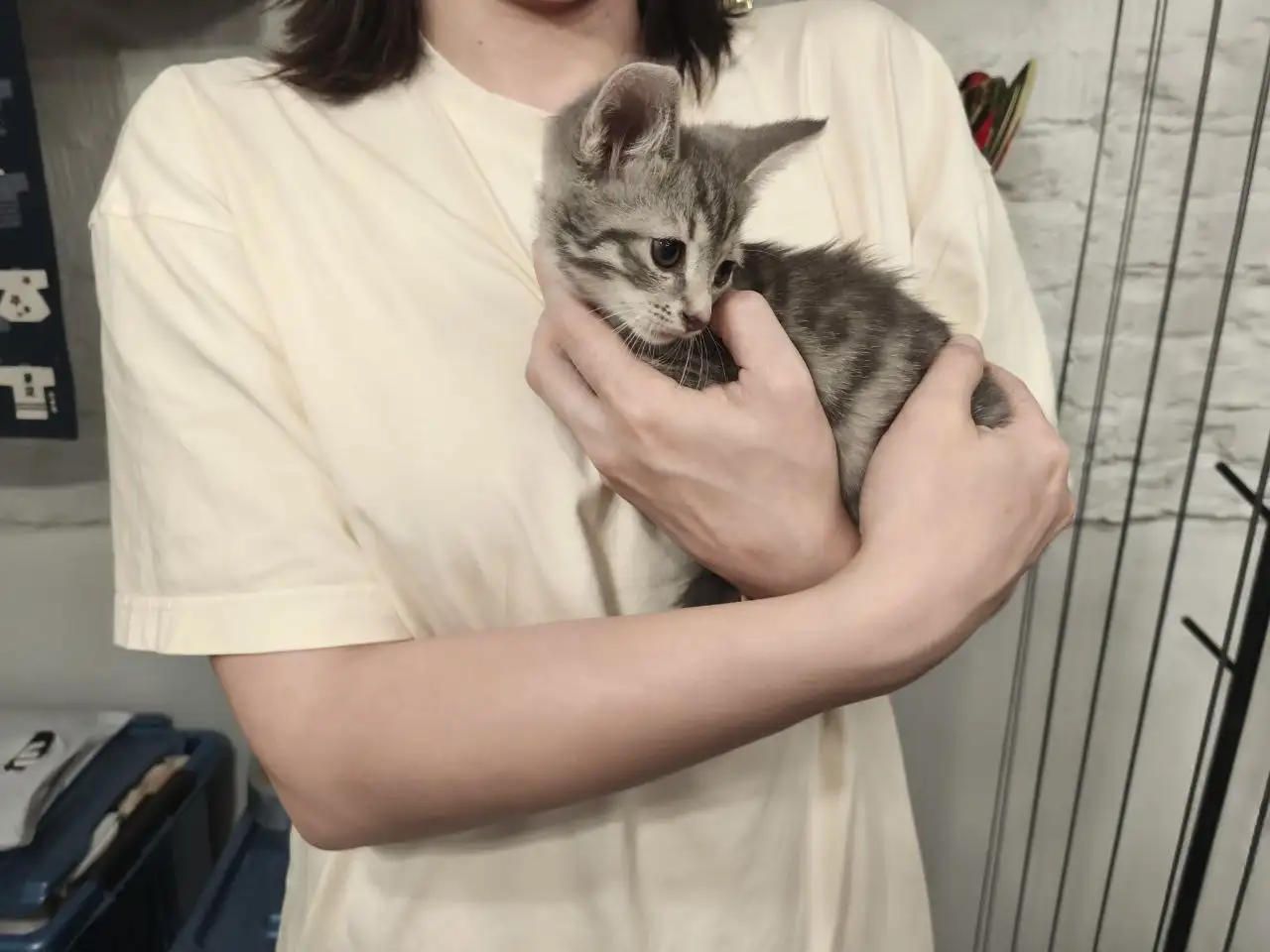 Котенок в добрые руки - Кошки (Животные) в Москва