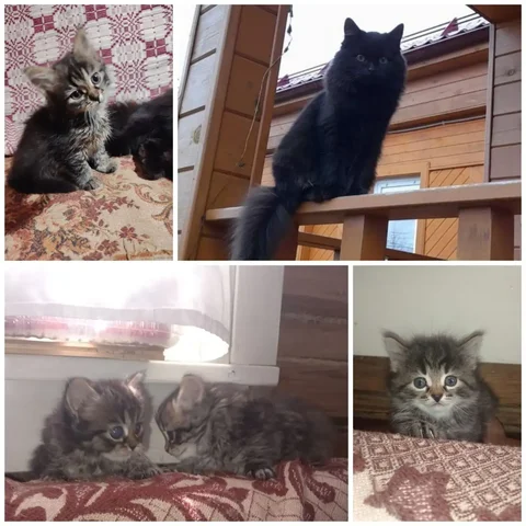Очаровательные котята 2 месяца - Кошки в Москва