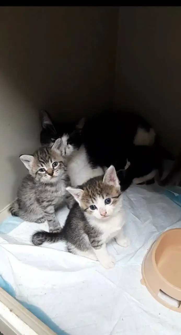 Котята ищут дом - Кошки (Животные) в Москва