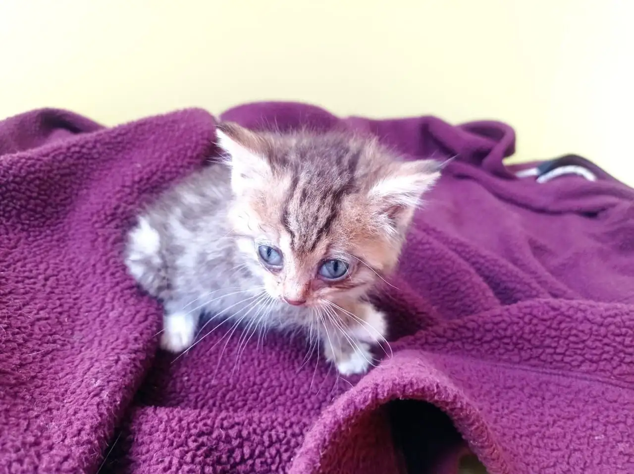 Отдам котенка Рысь в добрые руки - Кошки (Животные) в Быково