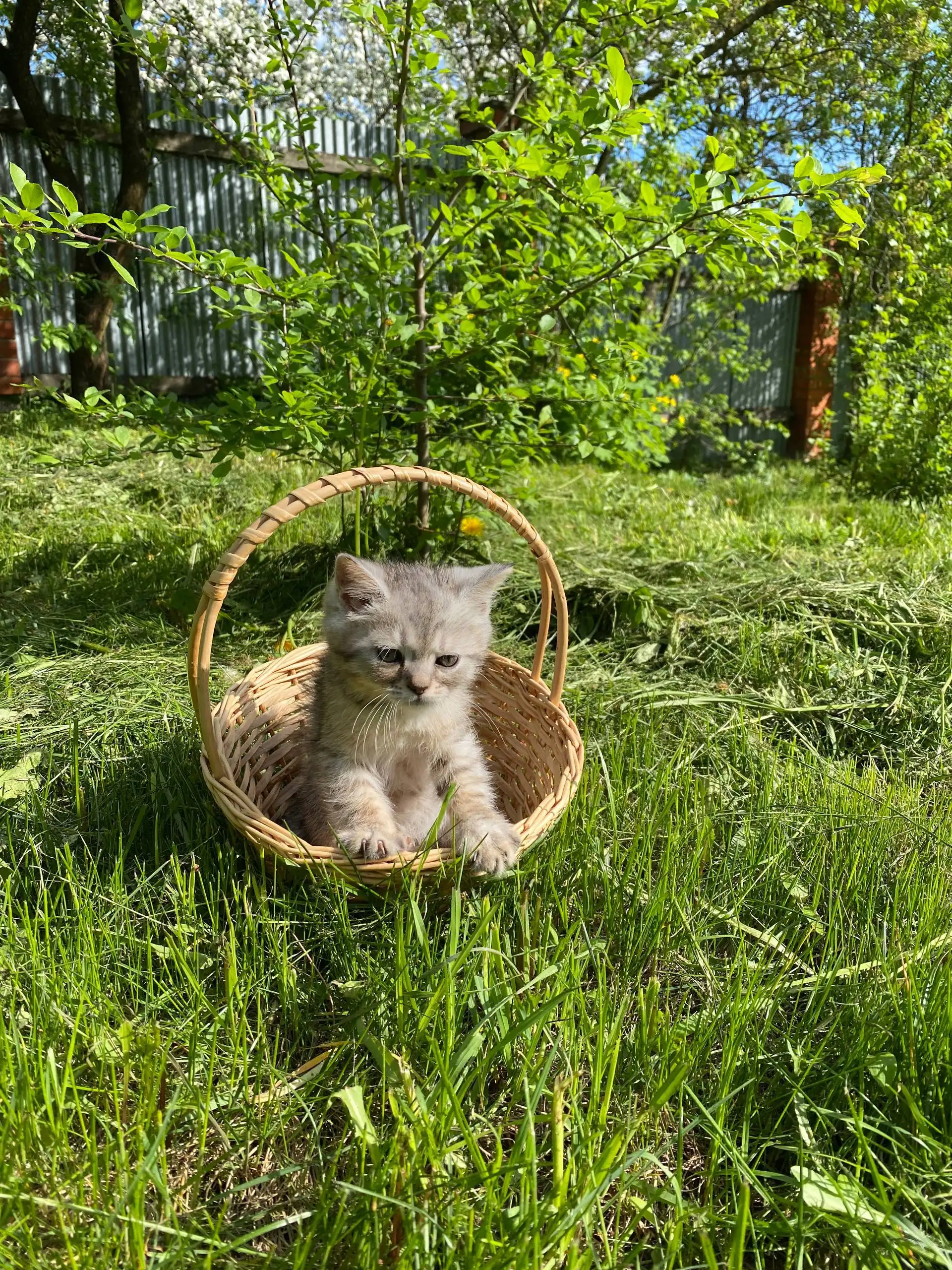 Продаю котенка  - null (Хобби и отдых) в Москва