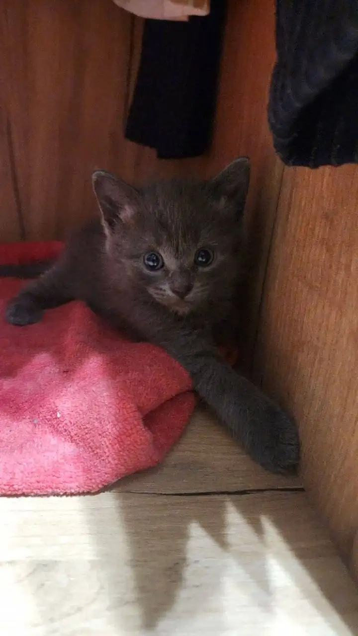 Продажа котят - Кошки (Животные) в Москва