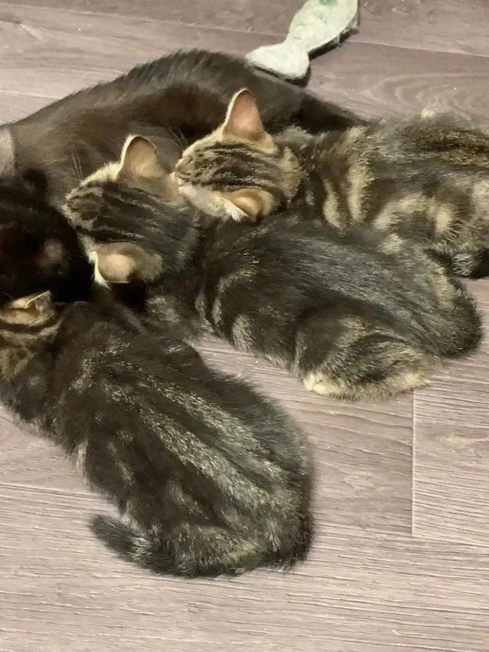 Отдам котят в добрые руки - Кошки (Животные) в Москва