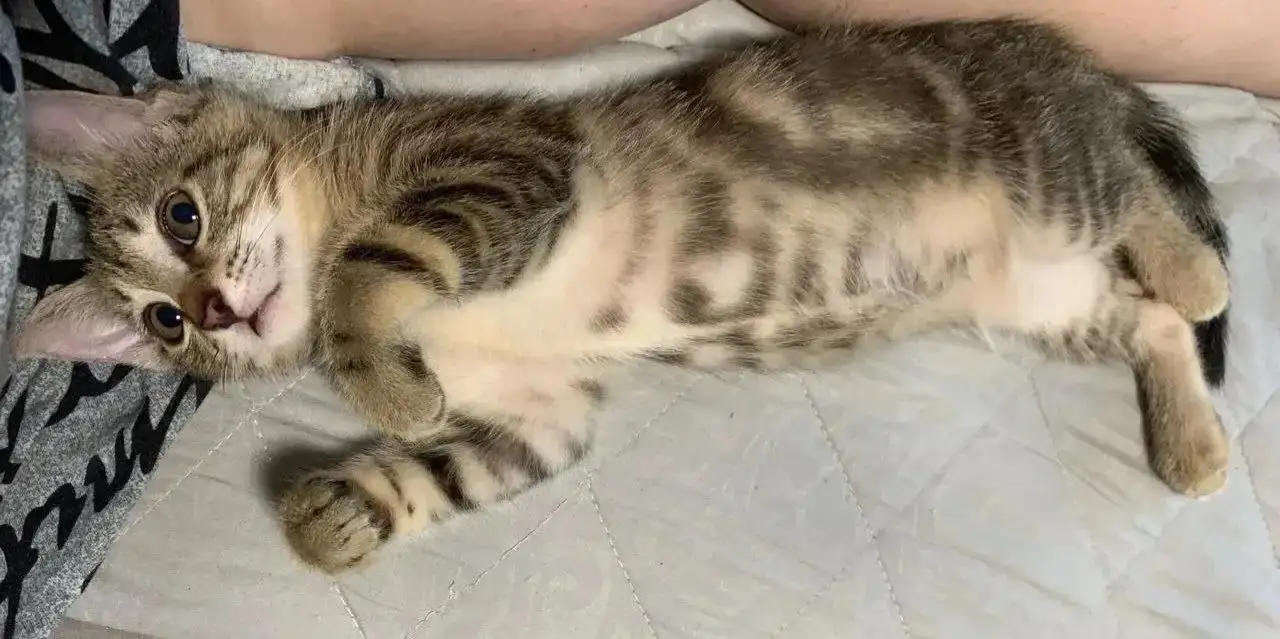 Отдам котят в добрые руки - Кошки (Животные) в Москва