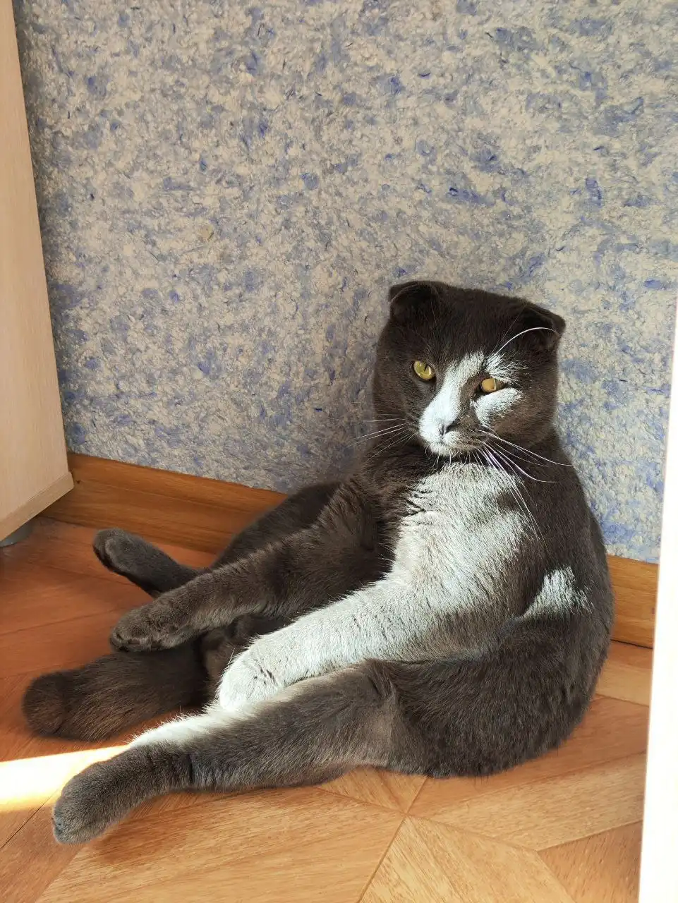 Кот вислоухий в добрые руки