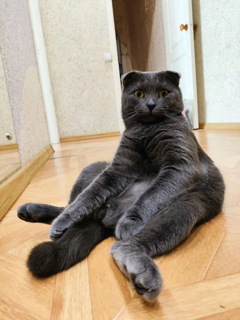 Кот вислоухий в добрые руки