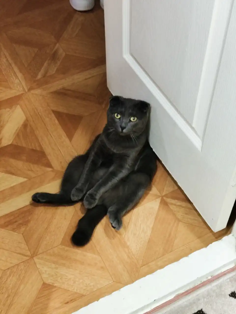 Кот вислоухий в добрые руки